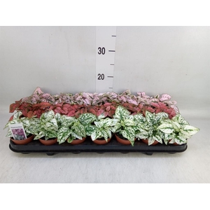 Hypoestes phyllo.   ...mix