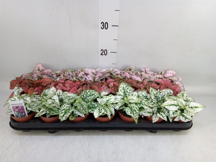 <h4>Hypoestes phyllo.   ...mix</h4>