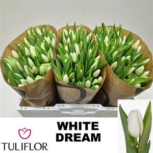 Tu En White Dream