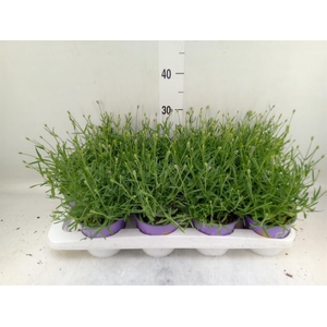 Lavandula angus. 'Essence Pure'