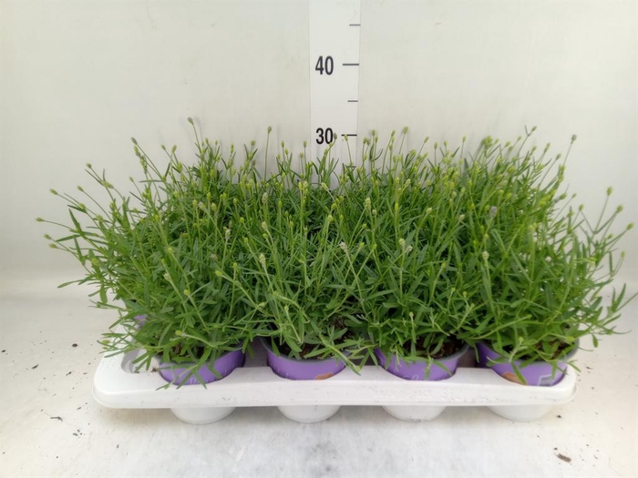 <h4>Lavandula angus. 'Essence Pure'</h4>