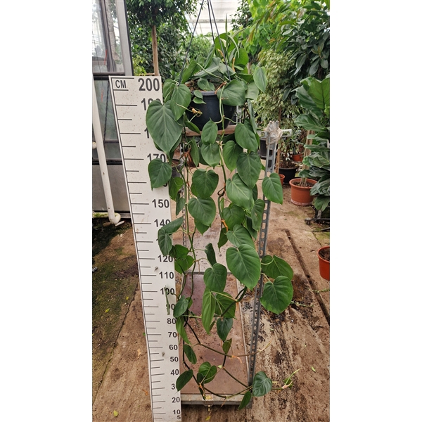 <h4>Philodendron Scandens hangplant</h4>