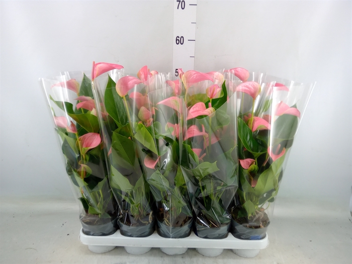 <h4>Anthurium andr. 'Joli'</h4>