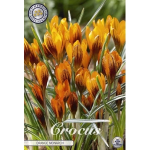 Crocus Chrysanthus Orange Monarch X10