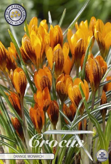 <h4>Crocus Chrysanthus Orange Monarch X10</h4>