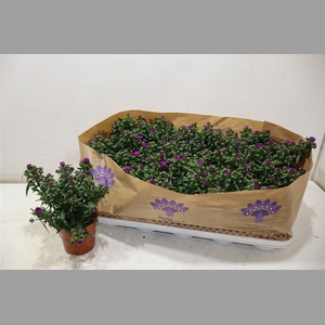 Aster Showm Pret Pin