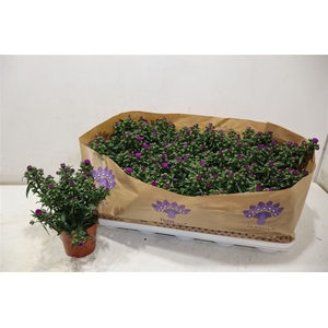 Aster Showm Pret Pin
