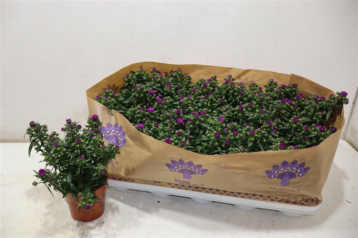<h4>Aster Showm Pret Pin</h4>