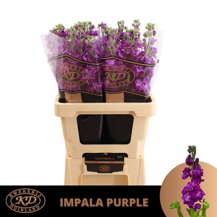 <h4>Matth Impala Purple Extra Length</h4>
