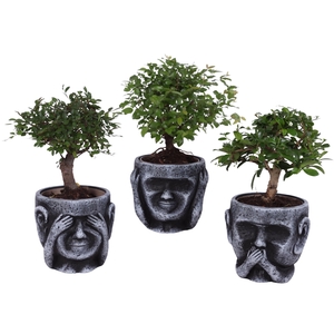 Bonsai Indoor Mix Ø12cm Ball Shape in Ceramic pot Ø15cm