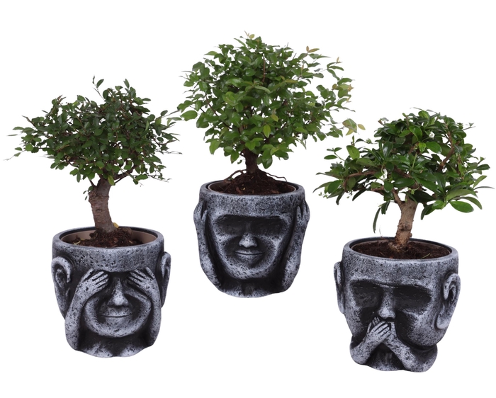 <h4>Bonsai Indoor Mix Ø12cm Ball Shape in Ceramic pot Ø15cm</h4>