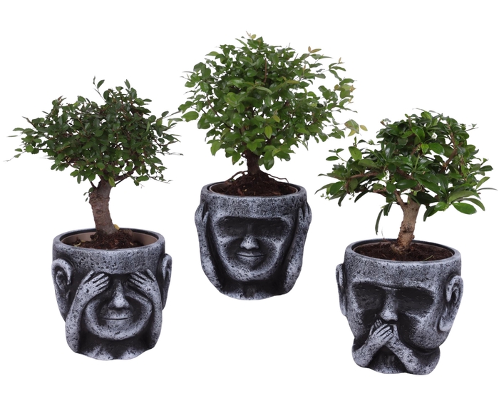 <h4>Bonsai Indoor Mix Ø12cm Ball Shape in Ceramic pot Ø15cm</h4>