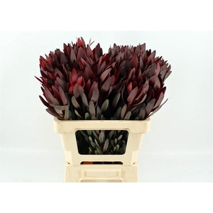 Leucad Safari Sunset 70cm