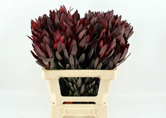 <h4>Leucad Safari Sunset 70cm</h4>
