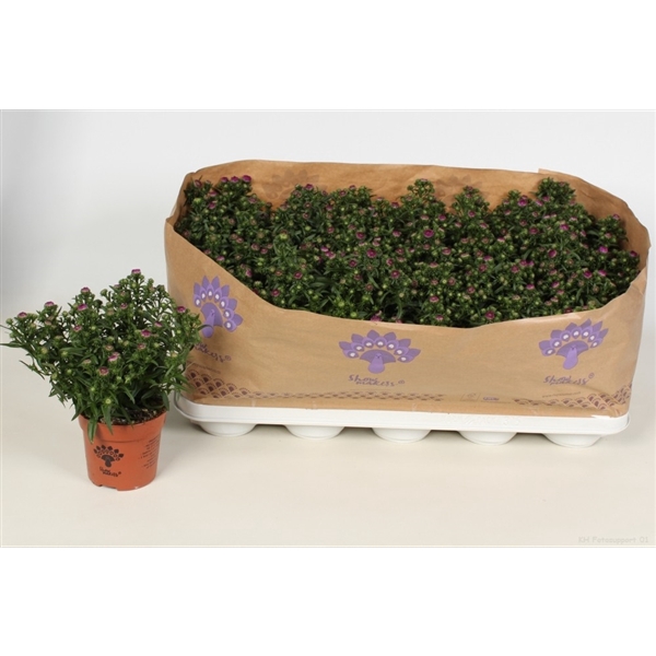 <h4>Aster SM. Pretty pink</h4>