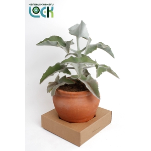 Kalanchoe Beharensis in kruik