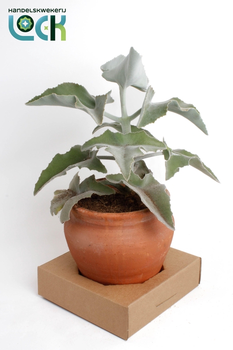 <h4>Kalanchoe Beharensis in kruik</h4>