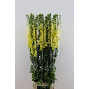 Antir. Yellow Fr 110cm