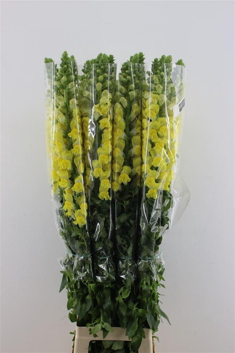 <h4>Antir. Yellow Fr 110cm</h4>