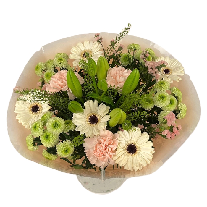 <h4>Bq Volume Voltage Salmon L</h4>