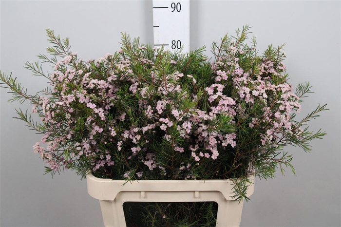 <h4>Chame Un Danc Queen</h4>