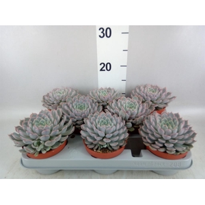Echeveria cuspidata
