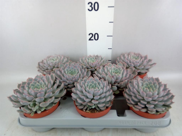 <h4>Echeveria cuspidata</h4>