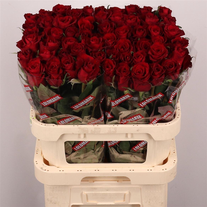 <h4>R Gr Ever Red</h4>