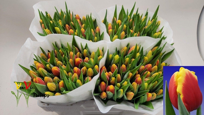 <h4>TU EN DENMARK</h4>