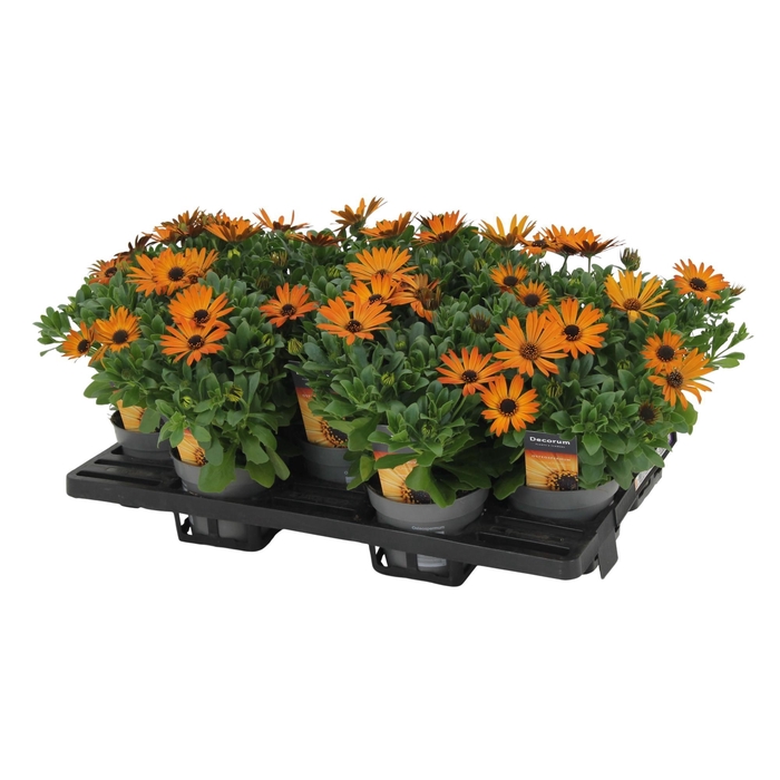 <h4>Osteospermum Orange Flare Decorum</h4>