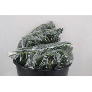 ARAUCARIA ARAUCANA NATURE BAG