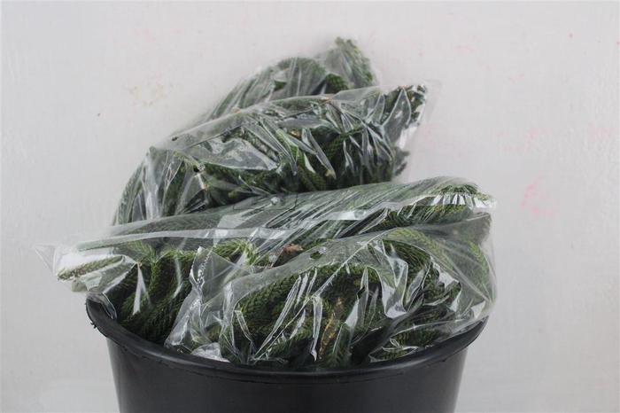 <h4>ARAUCARIA ARAUCANA NATURE BAG</h4>