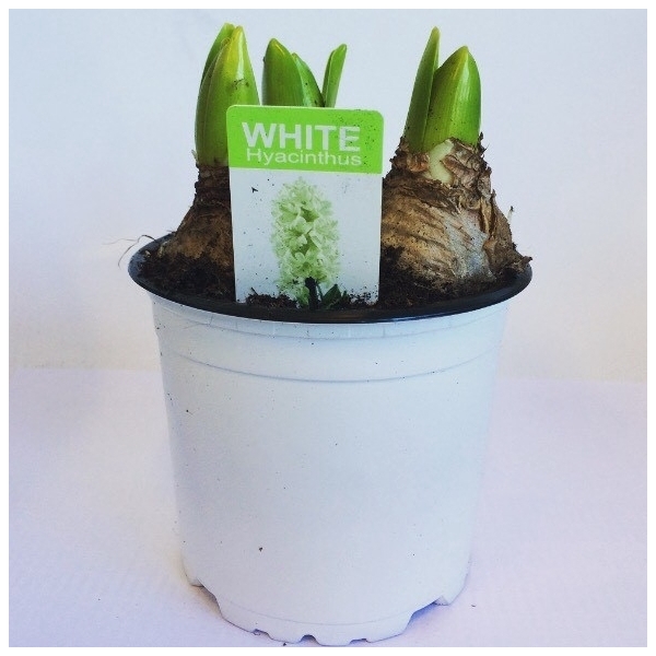 <h4>Hyacint White Pearl in gekleurde pot</h4>