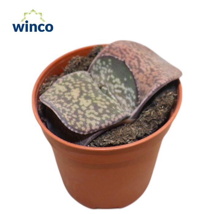 <h4>Gasteria Minima</h4>