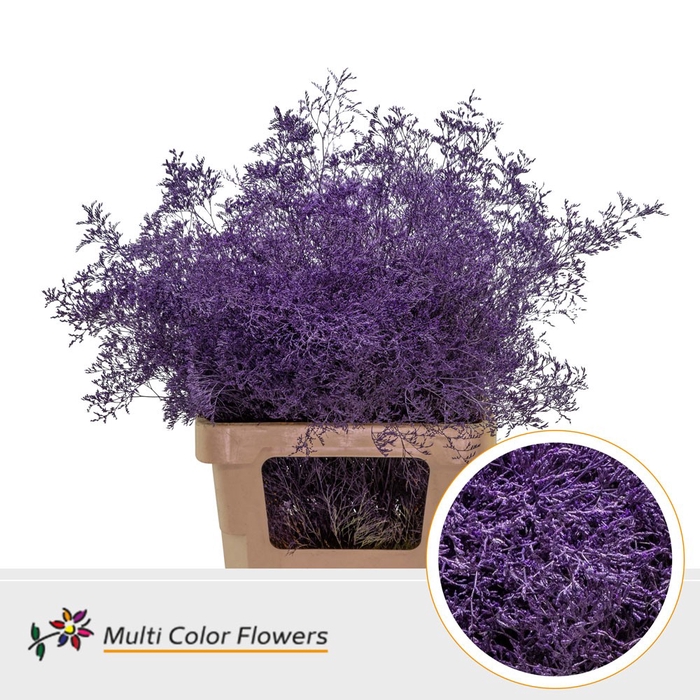 <h4>Limonium Beltlaard Lila Donker</h4>