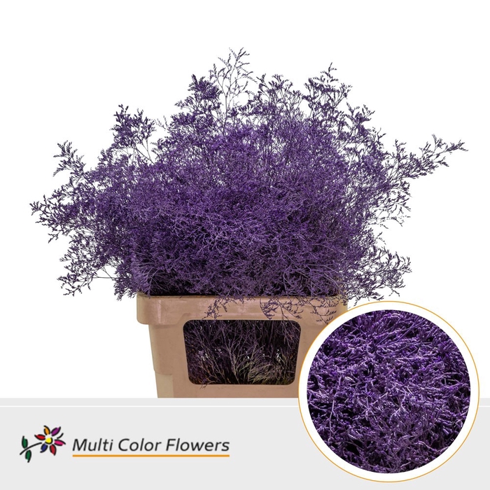 <h4>Limonium Beltlaard Lila Donker</h4>