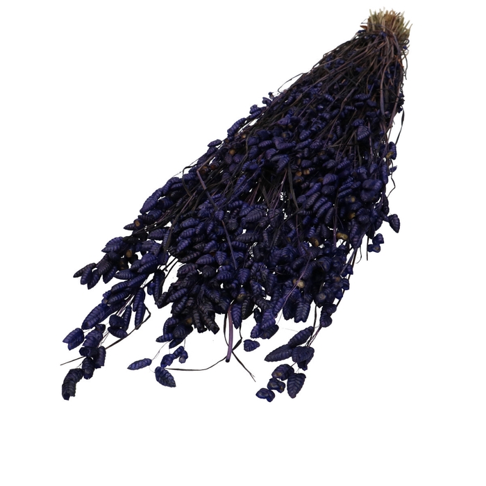 <h4>Sale Briza Maxima 60cm</h4>
