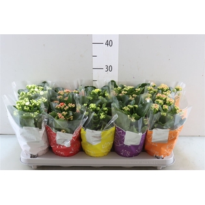 Kalanchoe Perfecta Mix 5kl Gfn