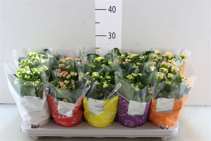 Kalanchoe Perfecta Mix 5kl Gfn