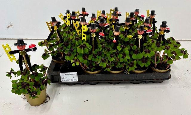 <h4>OXALIS DEPPEI P07</h4>