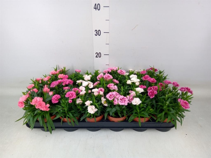 <h4>Dianthus  'Oscar'   ...mix</h4>