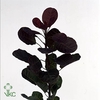 Cotinus C Red Spirit