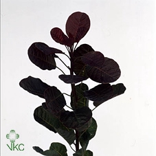 Cotinus C Red Spirit