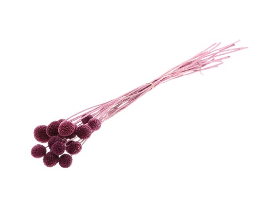 Bunch Craspedia 20pcs L50