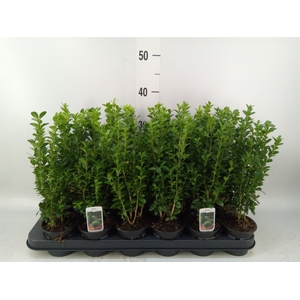 Buxus semp.   ...