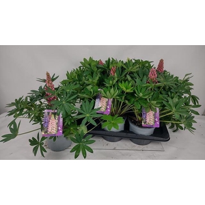 LUPI P LUPI RED SH