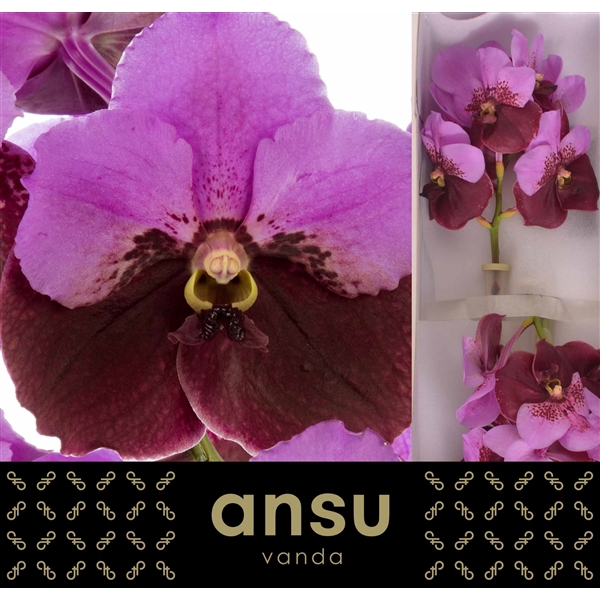 <h4>Vanda Divana Pink Maroon</h4>