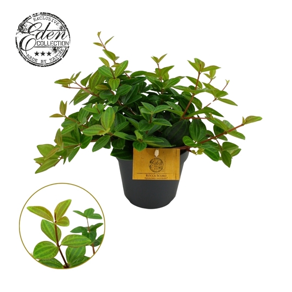 <h4>Peperomia Ang. Roc. Scuro 12cm</h4>
