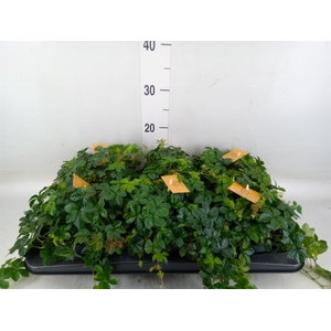 Parthenocissus inserta