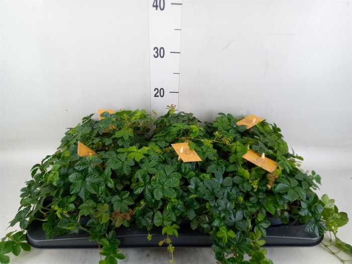 <h4>Parthenocissus inserta</h4>